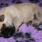 2weeks old boy.jpg